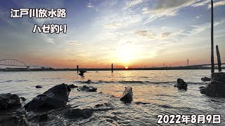 江戸川放水路　ハゼ釣り