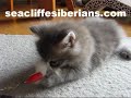 fierce siberian kitten growling