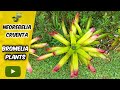 NEOREGELIA CRUENTA / BROMELIA PLANT #shorts