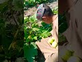 afghanistan vegetable viral shortsfeed ytshorts