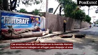 Cae enorme árbol de Framboyán en la av. Aleman