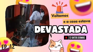 EP: 12 SAIMOS E A CASA FICOU DEVASTADA | 12 GATOS DEMAIS