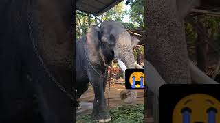 ഓർമ്മകളിൽ പാറമേക്കാവ് ദേവീദാസൻ 😭💔💐  paramekkavu devidasan Rip🌹 #elephant#viral#rip#love