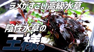 遂に手を出してしまった、陰性水草の王様的存在。ブセファランドラSPクダガン。#170【アクアリウム】