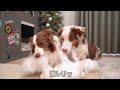 犬達にクリスマスツリーの飾り付けのお手伝いしてもらったら激しすぎた😂笑