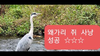 왜가리 쥐 사냥 성공!! Grey Heron 들쥐사냥 성공 산책로에서 만남  a field mouse hunting 쥐는 3.600 만년전 그이전에 나타나 가장번성☆☆☆