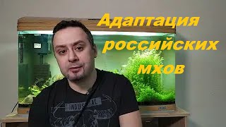 Адаптация российских мхов