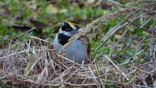 ミヤマホオジロ警戒中(4K編集) / Yellow-throated Bunting vigilance in the (4K editing)