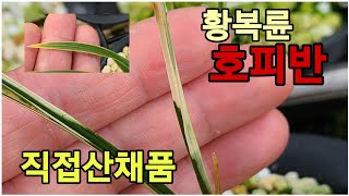 #한국자생춘란# 요즘 난실 재미가 쏠쏠합니다~^^