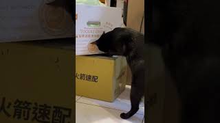 Kuro好奇地想要打開快遞的箱子，想盡一切辦法要鑽進去￼￼￼ #cat #cats #cute #cute cat #shorts