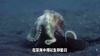 科普3个深海“异形怪物”，长成这样子？确定不是外星生物吗？