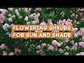 Top 7 Excellent Flowering Shrubs for Sun and Shade to Beautify Your Yard