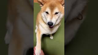 柴犬福 文句言いながらお手する柴犬 Sis and shiba🤣🤣#shorts #tiktok #shibainu #柴犬 #perro #시바견 #animal