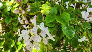 3 completely different plants | Swedish Ivy, Celosia, and Lantana | Texas Gulf Coast zone 9a