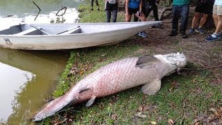 Monster Amazonian Fish Scares Locals In Malaysia