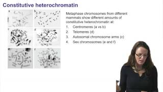 4   Chromatin compaction   heterochromatin versus euchromatin