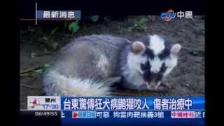 中視新聞》台東驚傳狂犬病鼬獾咬人 傷者治療中