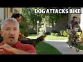 Confronting An Over Excited Doberman Pinscher | Cesar 911 Season 1, Ep. 3 - Part 2