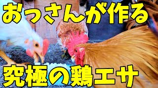 【発酵飼料】安くて美味いコスパ最強のエサを目指す【ニワトリ飼育】61話目