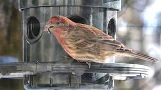 More Birds On Our Feeders