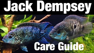 Jack Dempsey Cichlid Tank Care