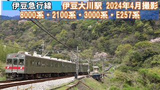 【伊豆急行線】伊豆大川駅付近　8000系・2100系・3000系・E257系　2024年4月撮影