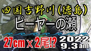 アユの友釣り 四国吉野川(徳島県) ピーヤーの瀬 2022.9.3am