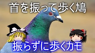 鳩が首を振って歩く理由【なぜカモは振らないのか？】