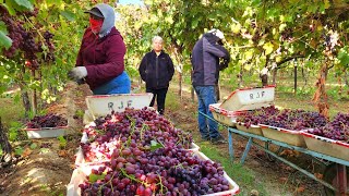 Cosechando Las ultimas uvas 🍇 De Esta Temporada es Madera California