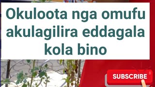 Okuloota omufu nga akulagilira eddagala kola bino