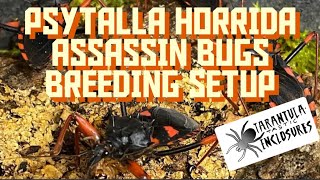 Psytalla horrida assassin bugs breeding setup