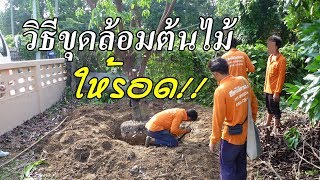 ขุดล้อมต้นไม้ ย้ายต้นไม้ ยังไงให้รอด!!| GolfGardentips