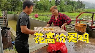 I bought 34 chickens for 300 yuan, but the dog bit 26 big chickens and had to pay more than 1,000