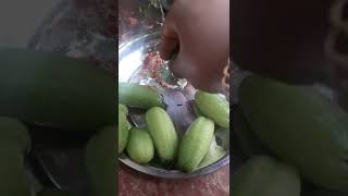 ഇരുമ്പൻ പുളി/ ഓർക്കാപുളി