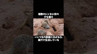 【そうだったんだ！】ミーアキャットの秘密 #雑学 #動物 #豆知識 #自由研究 #animals #meerkat