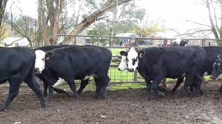 COORUMBENE cows