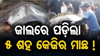 ଜାଲରେ ପଡ଼ିଲା 5 ଶହ କେଜିର ମାଛ ! | Odisha Reporter