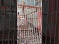 Spotted Dove in a Cage