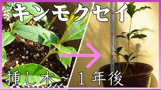 キンモクセイの挿し木 １年後【金木犀】【Osmanthus fragrans cuttage ♥ 1 year later】♥キンモクセイの増やし方♥オリーブ挿し木♥金木犀挿し木後の成長記録