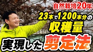 【自然栽培266】収穫量50倍の剪定法実演！ブドウとリンゴ大収穫！