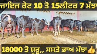 10 ਤੋ 15ਲੀਟਰ 7 ਮੱਝਾ ਵੀਕਾਓ। Buffalo and cow for sale/vadiya farm/8-2-25