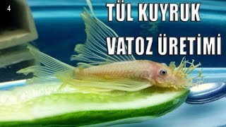 -L144 Tül Kuruk Vatoz Üretimi-