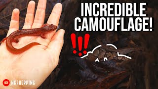 Hidden Copperhead and Huge Stunning Spring Salamanders! Late Winter Snake and Salamander Hunting!