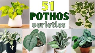 51 Pothos Species | Pothos Plant Varieties with names | Plant and Planting