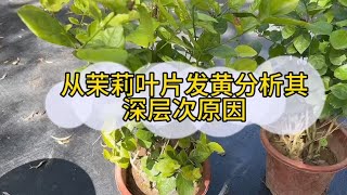 从茉莉叶片发黄分析其深层次原因帮您养好花