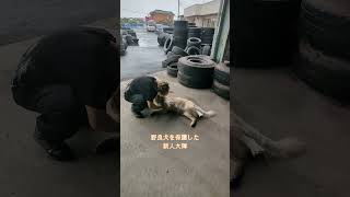 新人大輝野良犬を保護する。 #ゴールデンレトリバー