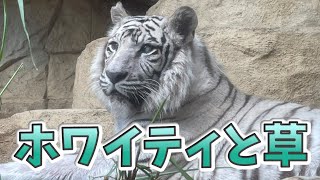 トラのホワイティと草　Whitie, the Tiger and grasses