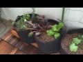 Installing A Rain Gutter Grow System Garden On A Small Japanese Balcony