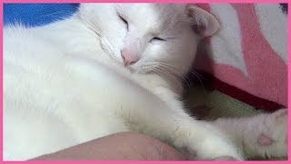 肉球マッサージにメロメロ、白猫ユキ White cat Yuki is pleased with massage of pad