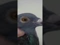 respiratory disease in pigeons